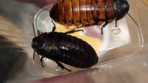 Шипение Мадагаскарского таракана