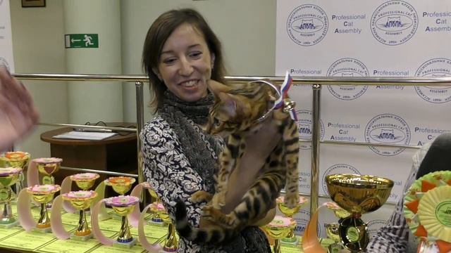 Презентация бенгальской кошки BARBY IMPERATRICA на Церемонии награждения смотреть онлайн