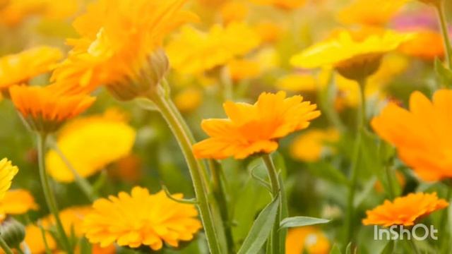 Календула - мощный сидерат смотреть онлайн