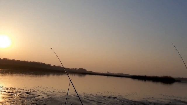 СЫРДАРЬЯ 2-ноября 2020 год ударный клёв. Рыбалка на сазана . Sirdaryo Baliq Ovi .