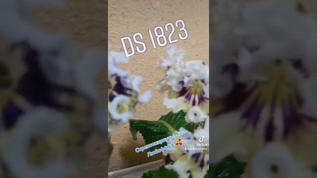 Стрептокарпус DS 1823. Обзор. #осень2021 #цветывдоме #красота #обзор смотреть онлайн