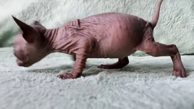 Серсея, донской сфинкс, 3 недели смотреть онлайн