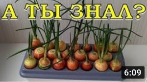 ЗЕЛЕНЫЙ ЛУК на ГИДРОПОНИКЕ: тест №2