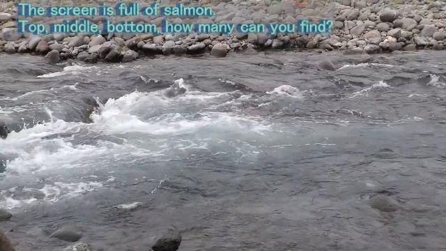 Hokkaido salmon climb the river. смотреть онлайн