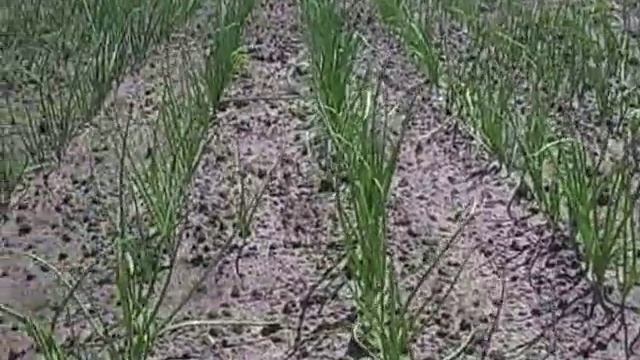 Зеленый лук, как вырастить зеленый лук дома, видео. смотреть онлайн