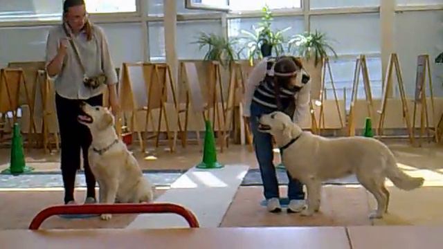 Канистерапия смотреть онлайн