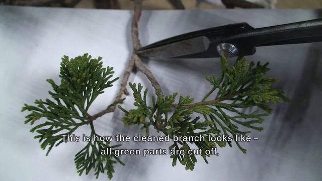 Juniperus sabina смотреть онлайн