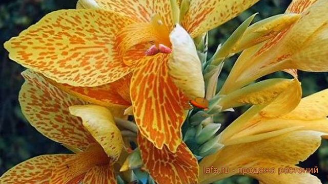 Канна зеленолистная Конфетти (canna greenleaves ermine) ? обзор: как сажать, луковицы канну Конфетт смотреть онлайн