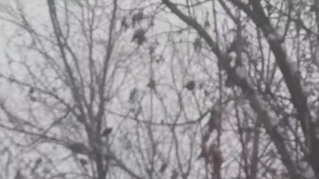 Прилетели свиристели! Прилетели и запели. смотреть онлайн