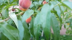 Персик Эрли Крест (Early Crest) (15.06.2018)