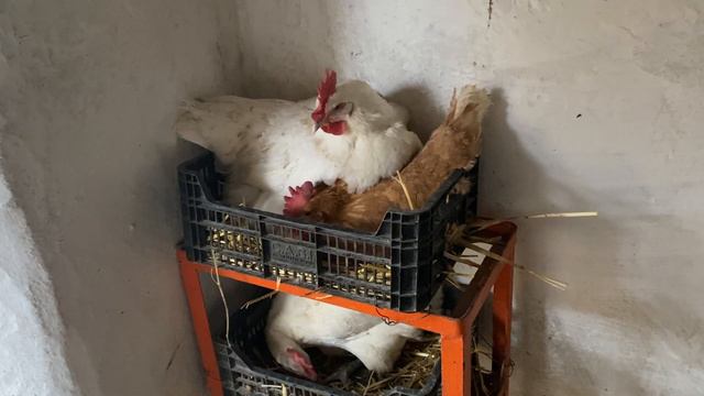 👍 Лучшие мясо-яичные породы кур для частного хозяйства Мини мясные палевые и Бресс Гальцы Украина смотреть онлайн