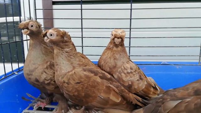 ЕвРоАзийские Турманы Виктора Маурера. Германия. Eurasischer Tümmler. Deutschland. Pigeons. Tauben.