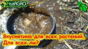 КАКИЕ РАСТЕНИЯ НЕЛЬЗЯ ПОДКАРМЛИВАТЬ... БРОДИЛОВКОЙ! Рекомендации, противопоказания и сроки для чая.