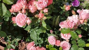 Роза Корал Желе. Японские розы в Подмосковье