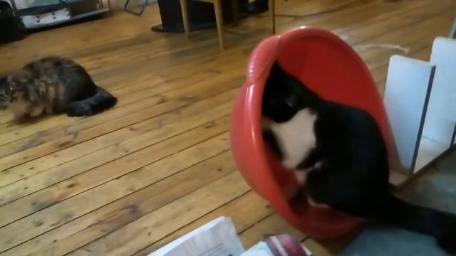 Танцы в тазу. Кошачья ламбада)) смотреть онлайн