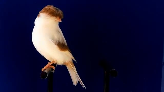 Хохлатая канарейка смотреть онлайн