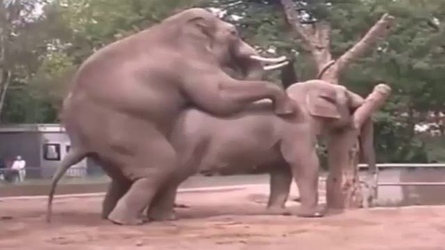 слоники развлекаются смотреть онлайн