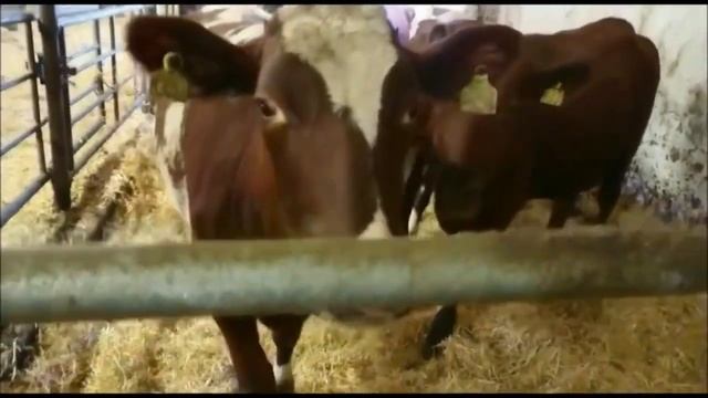 Крс оптом продажа красная датская порода нетели из Европы доставка от 33 голов за 45 дней смотреть онлайн