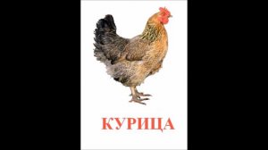 Домашние животные и их голоса.
