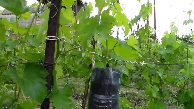 03 - Выращивание саженцев НА КУСТЕ- воздушным отводком смотреть онлайн