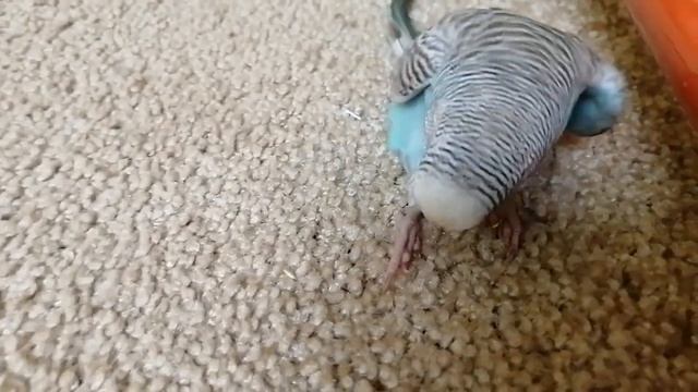 8 день после инсульта у попугая. смотреть онлайн