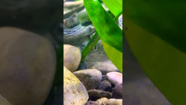 Аквариумный #малек боции мраморной и анциструса смотреть онлайн