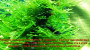 Удивительный мир креветок.  Часть 2.  Блю Дрим