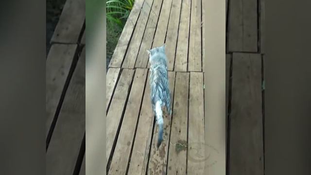 Водоплавающие коты. смотреть онлайн