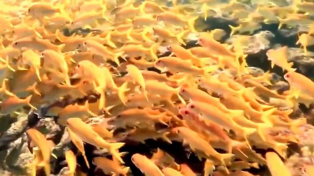 Красоты подводного мира. смотреть онлайн