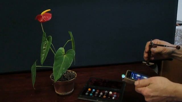 Энергетика комнатных растений смотреть онлайн