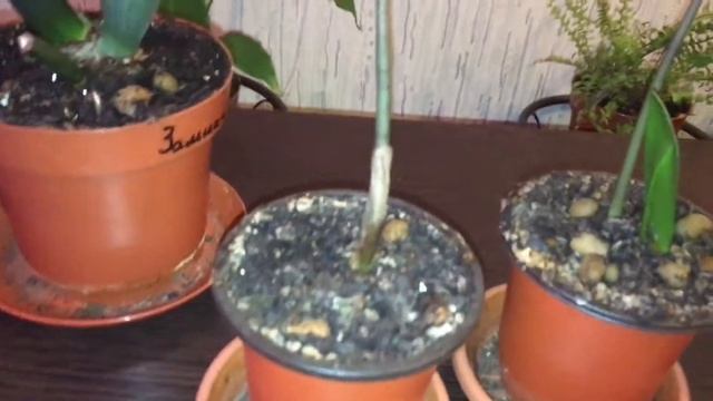 Замиокулькас. Этапы раста. Выращиваем из листа. смотреть онлайн