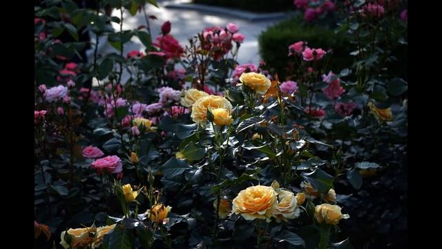 Chopin - Waltz No.10 in B Minor Op.69-2 (쇼팽 - 왈츠 10번) смотреть онлайн