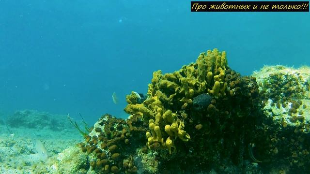 Это САМАЯ РЕДКАЯ РЫБА в мире, из всех существующих снятых на камеру! смотреть онлайн