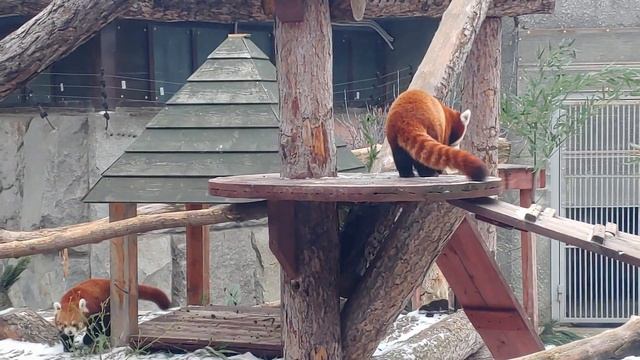 Малые (красные) панды смотреть онлайн