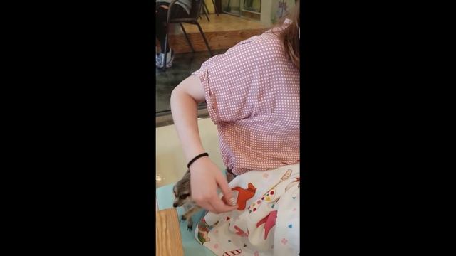 Животът в Южна Корея - Кафе със сурикати и разходка в Сеул Life in South Korea - Meerkat cafe Seou смотреть онлайн