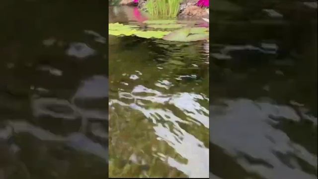 Совет по посадке Нимфей в пруд | ПРУД ПРУДИ