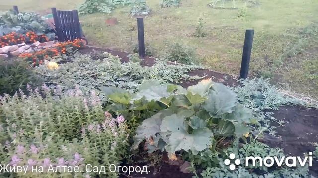 №15. Обзор арбузов в открытом грунте. Мукбанг)? смотреть онлайн