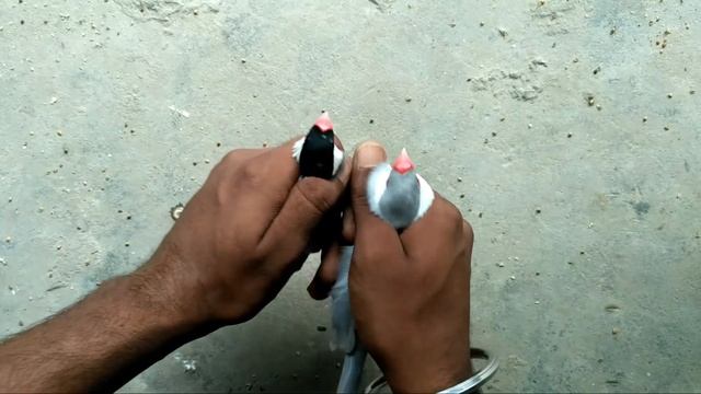 java Sparrow me male or female ki deference смотреть онлайн