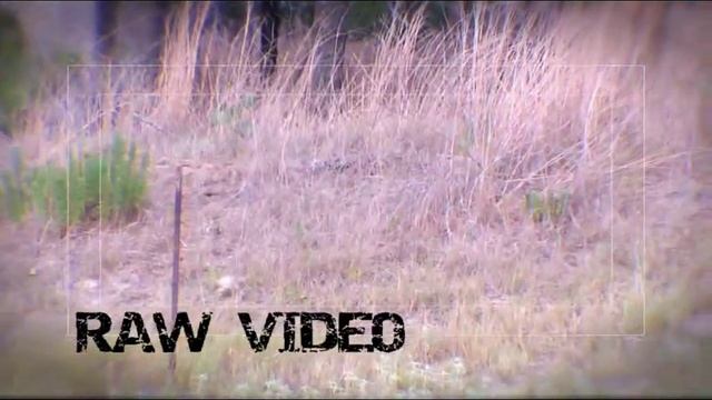 Glock vs. Snake смотреть онлайн