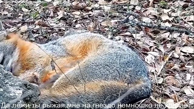 Природа и животный мир..Люди лишенные страха.Лиса попала под раздачу.