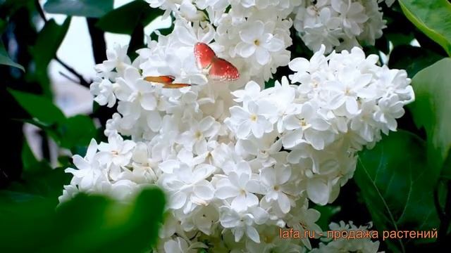 Сирень обыкновенная Лебедушка (lebioduszka) ? обзор: как сажать, саженцы сирени Лебедушка смотреть онлайн