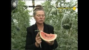 Определение спелости. Какой уход требуется арбузу. Поливать ли арбуз?