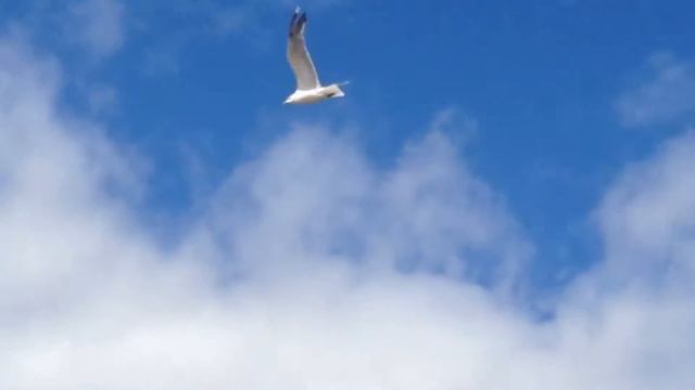 Чайки на Белом море. Июль 2015 смотреть онлайн