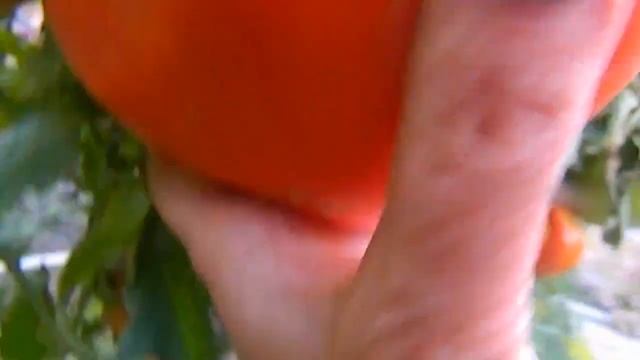 Помидор, томат или золотое яблоко смотреть онлайн