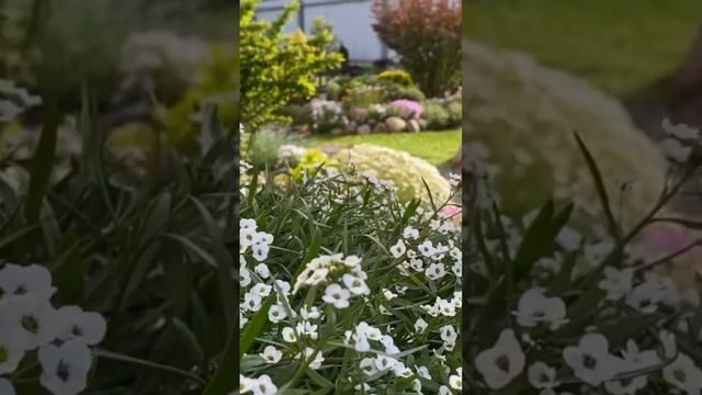 Лето- это маленькая жизнь… /красиво цветущие почвопокровные растения/Ленинградская область смотреть онлайн