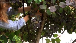 Формирование кроны скумпии.