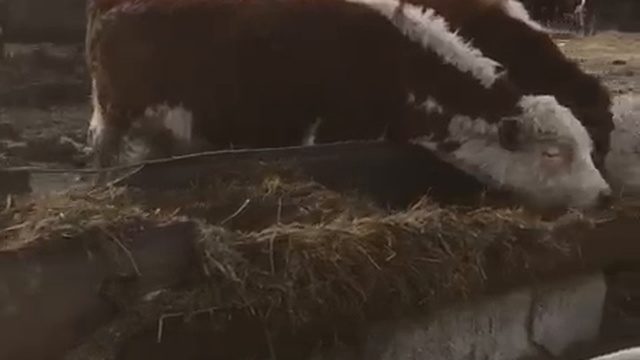 Бычки породы Герефорд-продажа живым весом смотреть онлайн