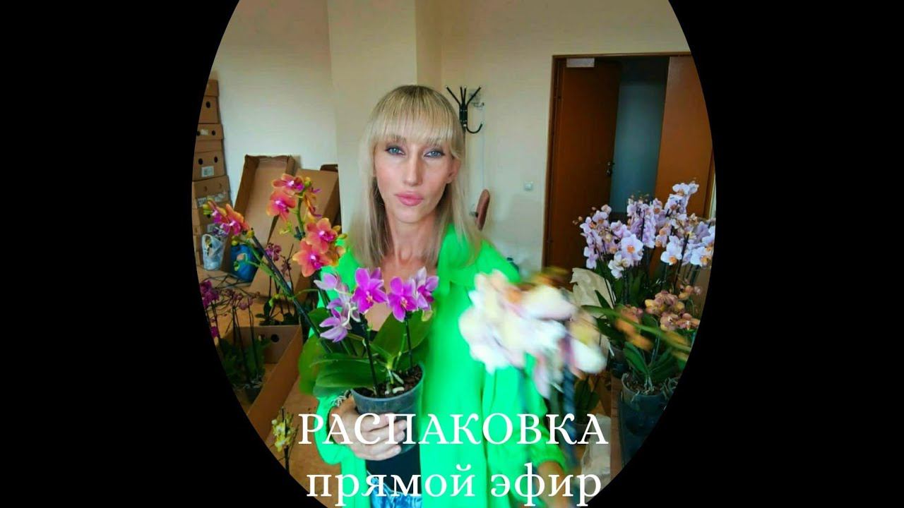 РАСПАКОВКА поставки орхидей. Про Орхидеи в прямом эфире! смотреть онлайн