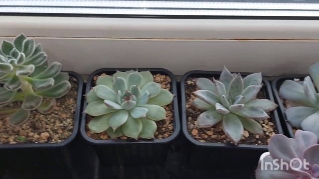 #мояколлекция #обзор Коллекции суккулентов по итогам лета #succulents