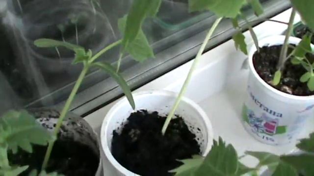 Как правильно прищипывать огурец. Огурцы рассада выращивание. смотреть онлайн